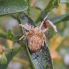 Hortophora sp. (genus) at Conder, ACT - 19 Nov 2016