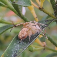 Hortophora sp. (genus) at Conder, ACT - 19 Nov 2016