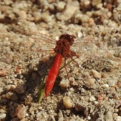 Diplacodes haematodes (Scarlet Percher) at Paddys River, ACT - 3 Dec 2016 by JohnBundock