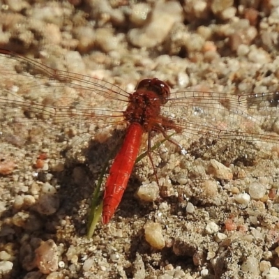 Diplacodes haematodes (Scarlet Percher) at Paddys River, ACT - 3 Dec 2016 by JohnBundock