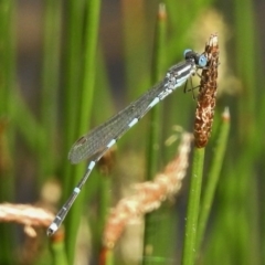 Austrolestes leda (Wandering Ringtail) at Paddys River, ACT - 3 Dec 2016 by JohnBundock