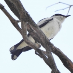 Lalage tricolor (White-winged Triller) at Paddys River, ACT - 3 Dec 2016 by JohnBundock