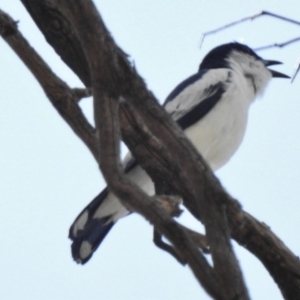 Lalage tricolor at Paddys River, ACT - 4 Dec 2016 10:29 AM