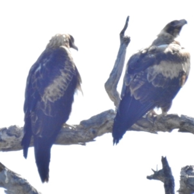 Aquila audax (Wedge-tailed Eagle) at Tennent, ACT - 3 Dec 2016 by JohnBundock