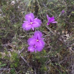 Thysanotus tuberosus subsp. tuberosus (Common Fringe-lily) at Bungendore, NSW - 4 Dec 2016 by yellowboxwoodland