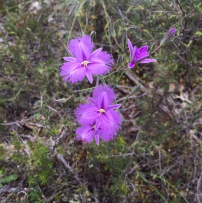 Thysanotus tuberosus subsp. tuberosus (Common Fringe-lily) at Bungendore, NSW - 4 Dec 2016 by yellowboxwoodland