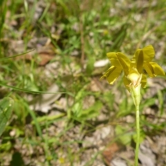 Velleia paradoxa (Spur Velleia) at Kowen, ACT - 25 Nov 2016 by JanetRussell