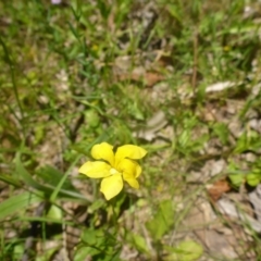 Goodenia paradoxa at Kowen, ACT - 25 Nov 2016 11:40 AM