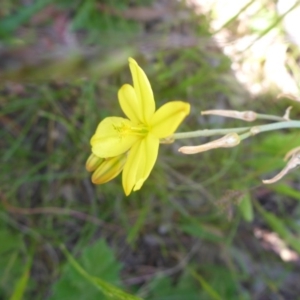 Bulbine bulbosa at Kowen, ACT - 25 Nov 2016 12:43 PM