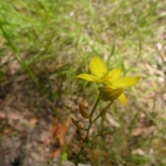 Bulbine bulbosa at Kowen, ACT - 25 Nov 2016 12:43 PM