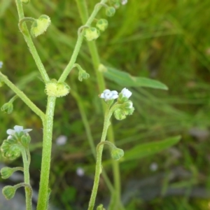 Cynoglossum australe at Kowen, ACT - 25 Nov 2016