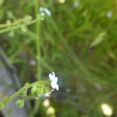 Cynoglossum australe at Kowen, ACT - 25 Nov 2016 12:32 PM