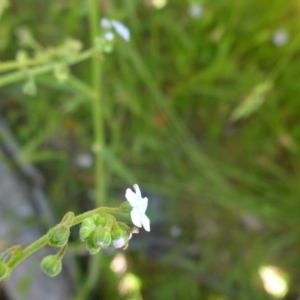 Cynoglossum australe at Kowen, ACT - 25 Nov 2016