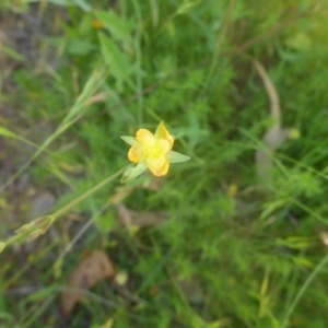 Hypericum gramineum at Kowen, ACT - 25 Nov 2016