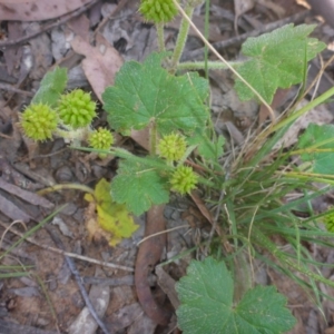 Hydrocotyle laxiflora at Kowen, ACT - 25 Nov 2016 11:07 AM