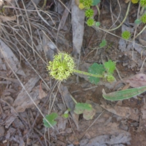 Hydrocotyle laxiflora at Kowen, ACT - 25 Nov 2016 11:07 AM