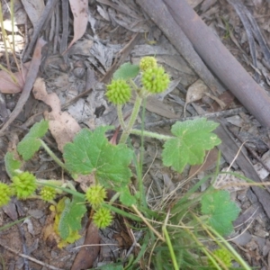 Hydrocotyle laxiflora at Kowen, ACT - 25 Nov 2016 11:07 AM