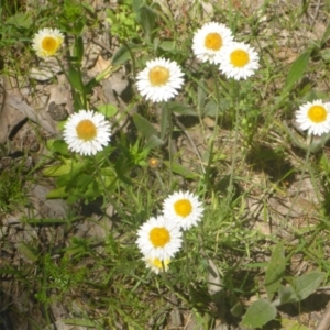 Leucochrysum albicans subsp. tricolor at Kowen, ACT - 25 Nov 2016