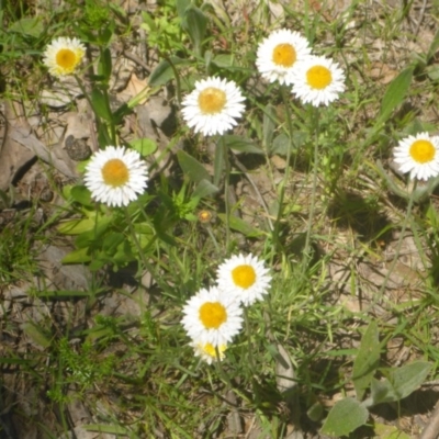 Leucochrysum albicans subsp. tricolor (Hoary Sunray) at Kowen Woodland - 25 Nov 2016 by JanetRussell