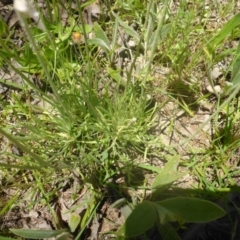 Leucochrysum albicans subsp. tricolor at Kowen, ACT - 25 Nov 2016