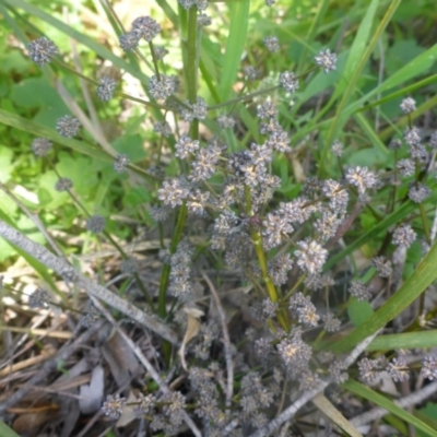 Lomandra multiflora (Many-flowered Matrush) at Kowen, ACT - 25 Nov 2016 by JanetRussell