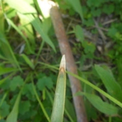 Lomandra multiflora at Kowen, ACT - 25 Nov 2016