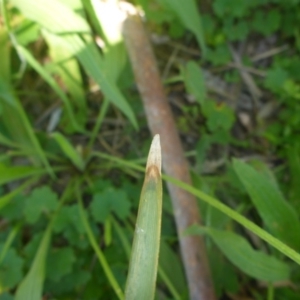 Lomandra multiflora at Kowen, ACT - 25 Nov 2016