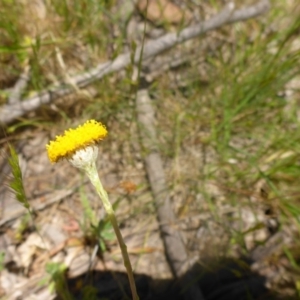 Leptorhynchos squamatus subsp. squamatus at Kowen, ACT - 25 Nov 2016 11:30 AM