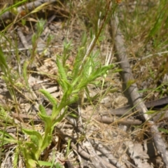 Leptorhynchos squamatus subsp. squamatus at Kowen, ACT - 25 Nov 2016 11:30 AM