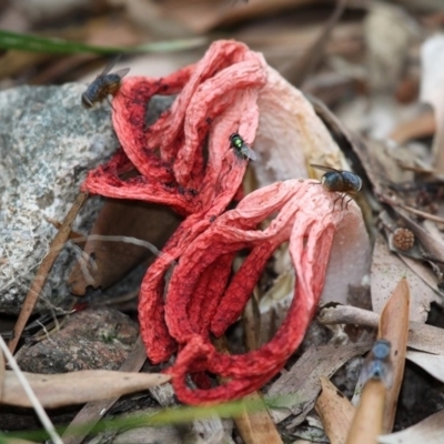 Clathrus archeri (Seastar Stinkhorn) at Lower Cotter Catchment - 4 Dec 2016 by HarveyPerkins