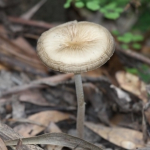 Oudemansiella gigaspora group at Cotter River, ACT - 4 Dec 2016