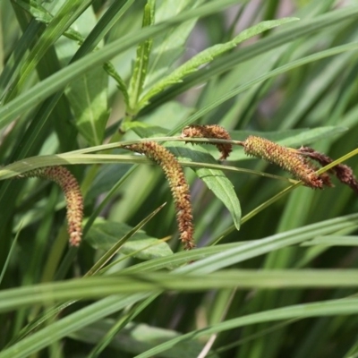 Carex fascicularis (Tassel Sedge) at Lower Cotter Catchment - 4 Dec 2016 by HarveyPerkins