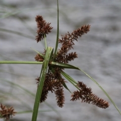 Cyperus lucidus (Leafy Flat Sedge) at Lower Cotter Catchment - 4 Dec 2016 by HarveyPerkins