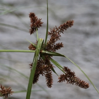 Cyperus lucidus (Leafy Flat Sedge) at Uriarra Village, ACT - 4 Dec 2016 by HarveyPerkins