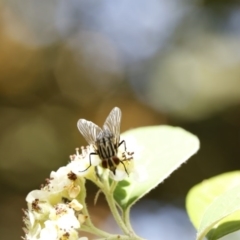 Muscidae (family) at O'Connor, ACT - 3 Dec 2016 04:53 PM