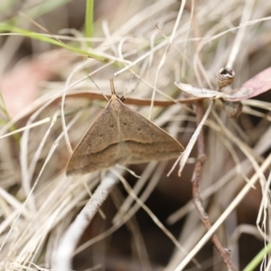 Epidesmia hypenaria at O'Connor, ACT - 3 Dec 2016