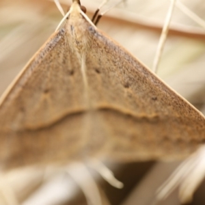 Epidesmia hypenaria at O'Connor, ACT - 3 Dec 2016