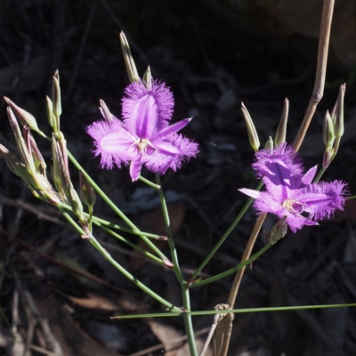 Thysanotus tuberosus subsp. tuberosus (Common Fringe-lily) at Canberra Central, ACT - 3 Dec 2016 by David