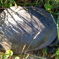 Chelodina longicollis (Eastern Long-necked Turtle) at Gungahlin, ACT - 3 Dec 2016 by Yowie2913