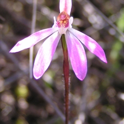 Caladenia fuscata (Dusky Fingers) at Kambah, ACT - 11 Oct 2010 by MatthewFrawley