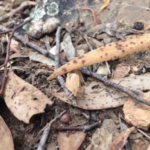 Goniaea australasiae at Point 5363 - 5 Dec 2016