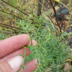 Indigofera adesmiifolia (Tick Indigo) at Deakin, ACT - 5 Dec 2016 by liambanyer