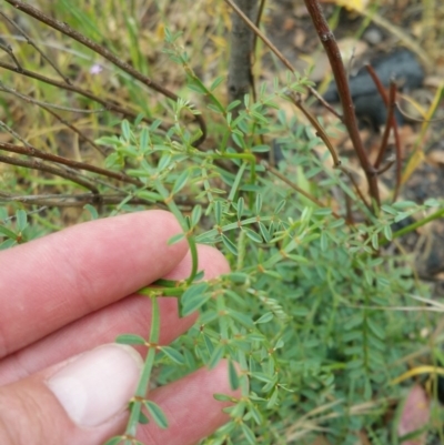 Indigofera adesmiifolia (Tick Indigo) at Deakin, ACT - 5 Dec 2016 by liambanyer