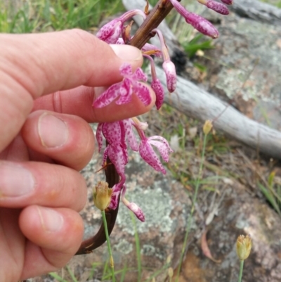 Dipodium punctatum (Blotched Hyacinth Orchid) at Red Hill, ACT - 5 Dec 2016 by liambanyer