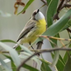 Gerygone olivacea at Paddys River, ACT - 23 Oct 2016