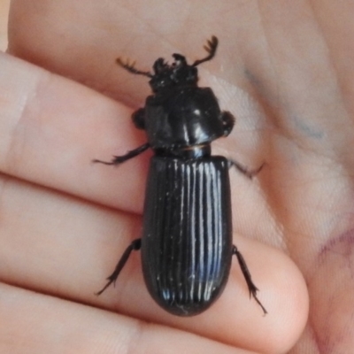 Passalidae (family) (Passalid or Bess Beetle) at Paddys River, ACT - 3 Dec 2016 by JohnBundock