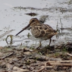 Gallinago hardwickii (Latham's Snipe) at Fyshwick, ACT - 4 Dec 2016 by roymcd