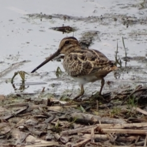 Gallinago hardwickii at Fyshwick, ACT - 4 Dec 2016