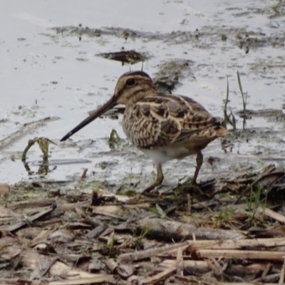 Gallinago hardwickii (Latham's Snipe) at Jerrabomberra Wetlands - 4 Dec 2016 by roymcd