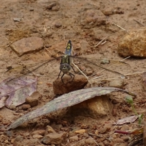 Orthetrum caledonicum at Red Hill, ACT - 5 Dec 2016